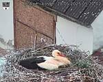 Capi_Dubne_20250528_052002.jpg