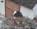 Capi_Dubne_20250528_053002.jpg