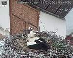 Capi_Dubne_20250528_054002.jpg