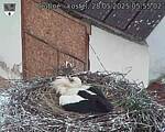 Capi_Dubne_20250528_055502.jpg