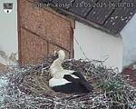 Capi_Dubne_20250528_060004.jpg