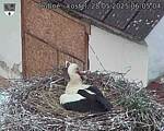 Capi_Dubne_20250528_060504.jpg