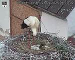 Capi_Dubne_20250528_061002.jpg