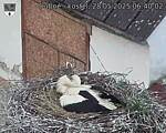 Capi_Dubne_20250528_064002.jpg