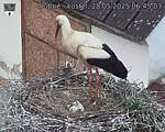 Capi_Dubne_20250528_064503.jpg