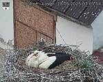 Capi_Dubne_20250528_070504.jpg