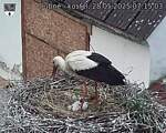 Capi_Dubne_20250528_071503.jpg