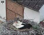 Capi_Dubne_20250528_072003.jpg