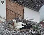 Capi_Dubne_20250528_072502.jpg