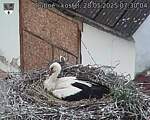 Capi_Dubne_20250528_073004.jpg