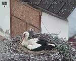 Capi_Dubne_20250528_074002.jpg