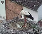 Capi_Dubne_20250528_074503.jpg