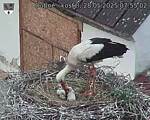 Capi_Dubne_20250528_075502.jpg