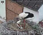 Capi_Dubne_20250528_080004.jpg