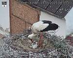 Capi_Dubne_20250528_080503.jpg