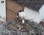 Capi_Dubne_20250528_081504.jpg