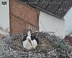Capi_Dubne_20250528_082503.jpg