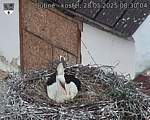 Capi_Dubne_20250528_083004.jpg