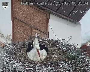 Capi_Dubne_20250528_083504.jpg (1350 x 1080)