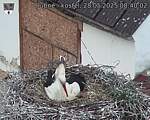 Capi_Dubne_20250528_084002.jpg