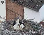 Capi_Dubne_20250528_085002.jpg