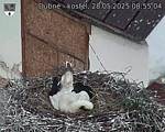 Capi_Dubne_20250528_085504.jpg