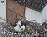 Capi_Dubne_20250528_090002.jpg