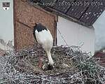 Capi_Dubne_20250528_090504.jpg