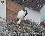 Capi_Dubne_20250528_092502.jpg