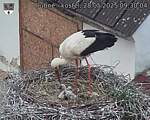 Capi_Dubne_20250528_093004.jpg