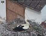 Capi_Dubne_20250528_094503.jpg