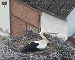 Capi_Dubne_20250528_095503.jpg