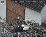Capi_Dubne_20250528_101502.jpg