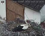 Capi_Dubne_20250528_102002.jpg