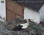 Capi_Dubne_20250528_102503.jpg