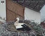 Capi_Dubne_20250528_103502.jpg