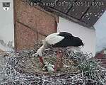 Capi_Dubne_20250528_110504.jpg