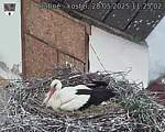 Capi_Dubne_20250528_112502.jpg