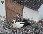 Capi_Dubne_20250528_114504.jpg