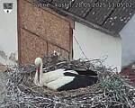 Capi_Dubne_20250528_130502.jpg