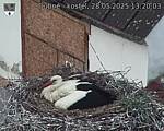 Capi_Dubne_20250528_132003.jpg