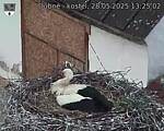 Capi_Dubne_20250528_132502.jpg