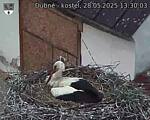 Capi_Dubne_20250528_133003.jpg