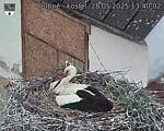 Capi_Dubne_20250528_134002.jpg
