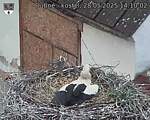 Capi_Dubne_20250528_141002.jpg