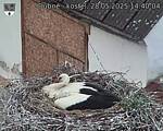 Capi_Dubne_20250528_144004.jpg