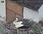 Capi_Dubne_20250528_145004.jpg