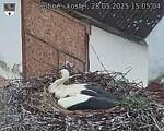 Capi_Dubne_20250528_150504.jpg