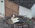 Capi_Dubne_20250528_152003.jpg