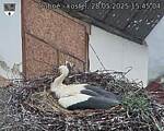 Capi_Dubne_20250528_154504.jpg